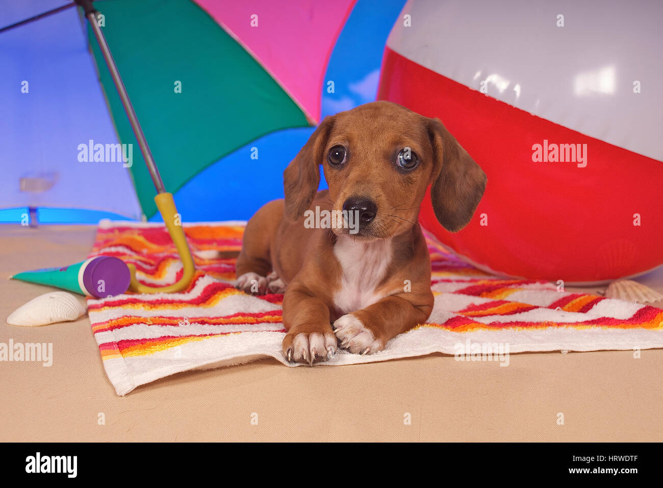 Dachshund Puppy Umbrella Dachshund Puppy Umbrella