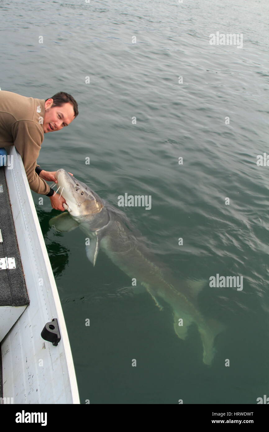 Columbia River White Sturgeon Stock Photo Alamy