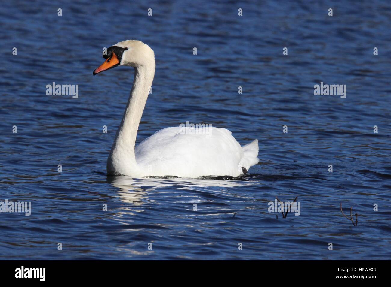 A mute swan Cygnus color swimming on a lake Stock Photo - Alamy