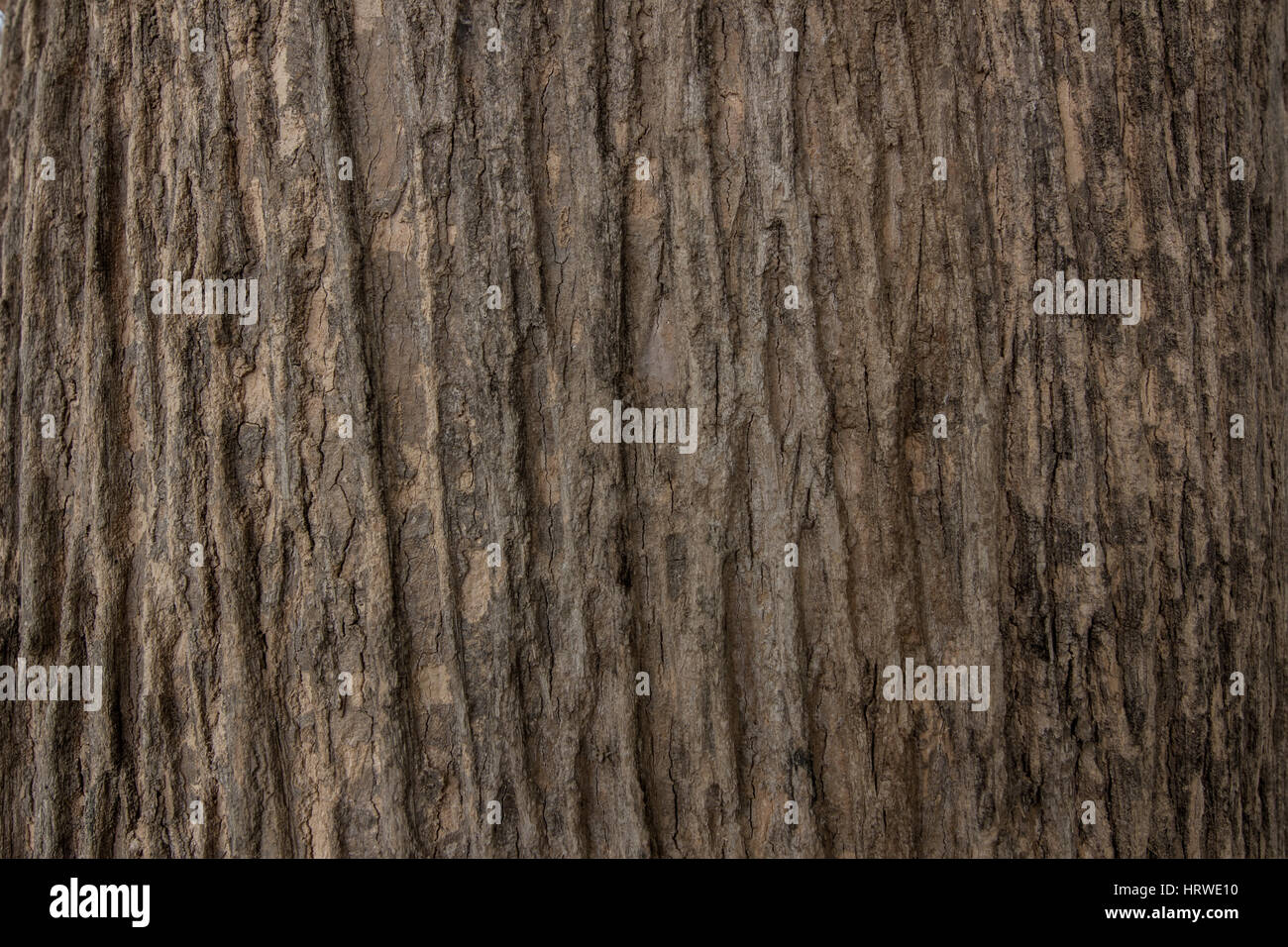 texture of bark wood use as natural background Stock Photo - Alamy