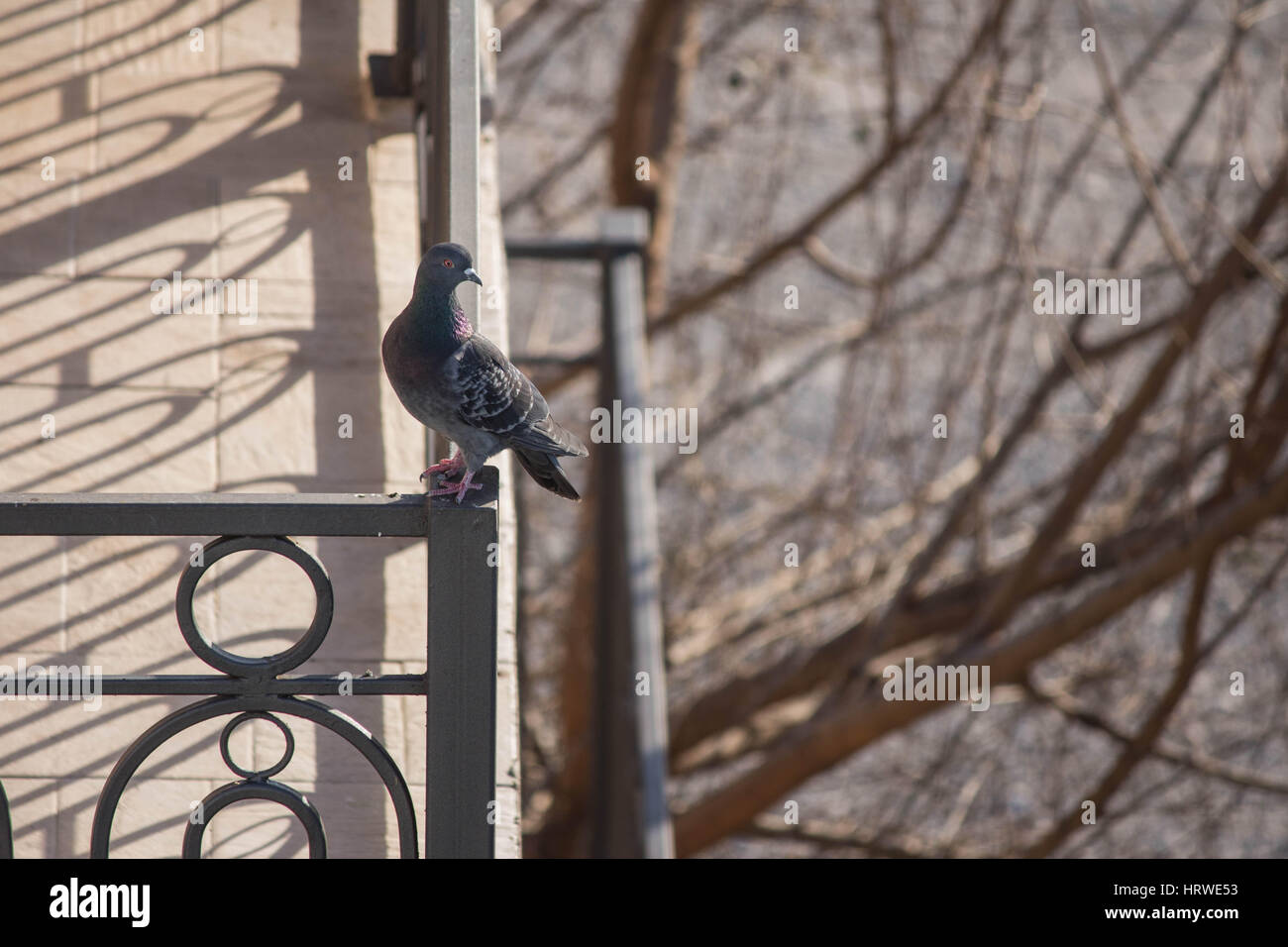 Pigeon on a fence Stock Photo