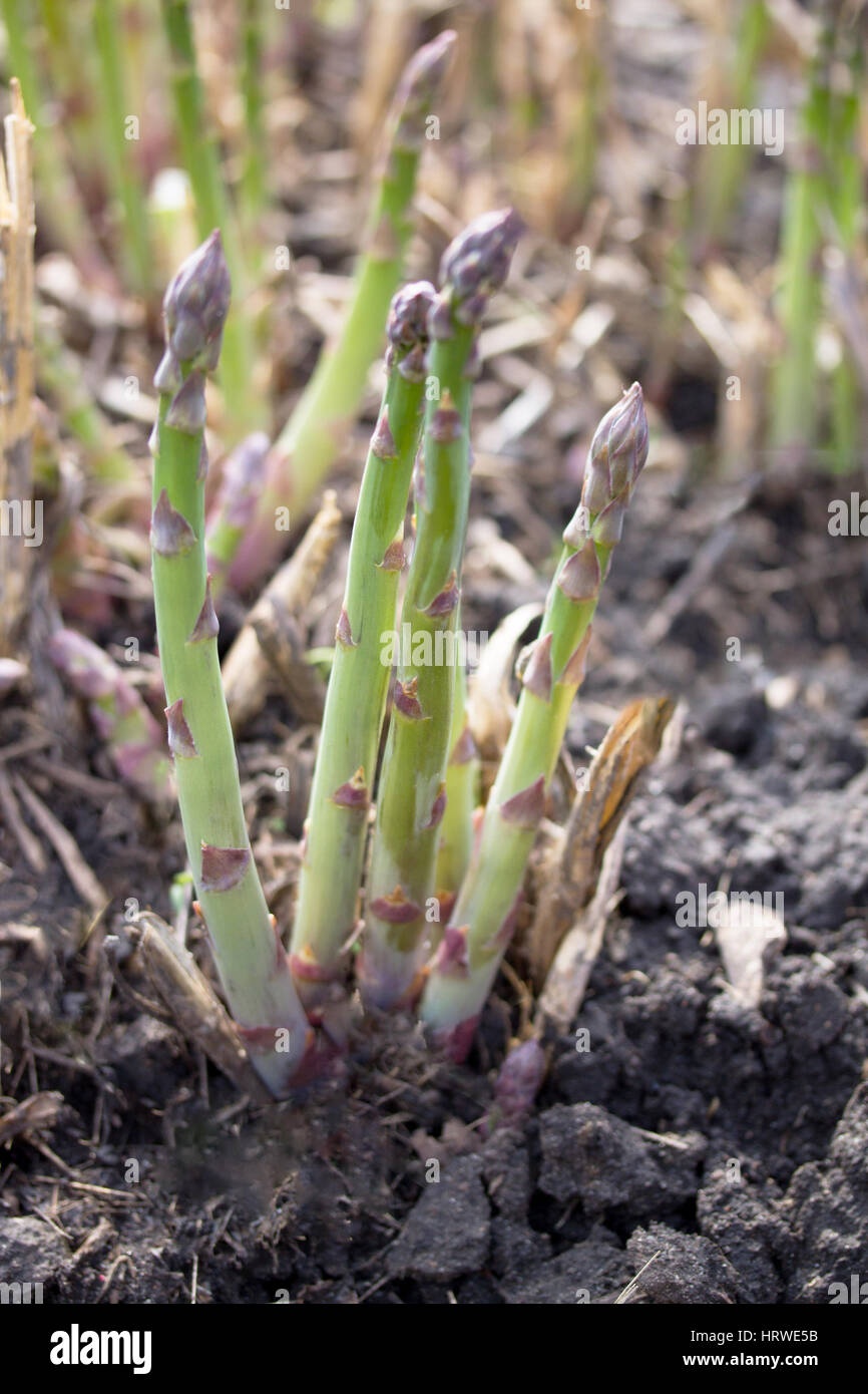 Asparagus growing hires stock photography and images Alamy