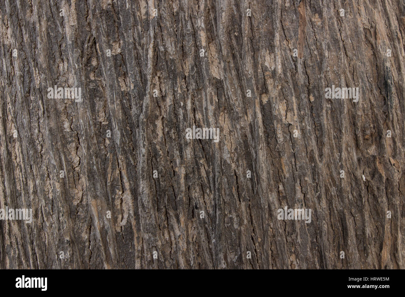 texture of bark wood use as natural background Stock Photo - Alamy