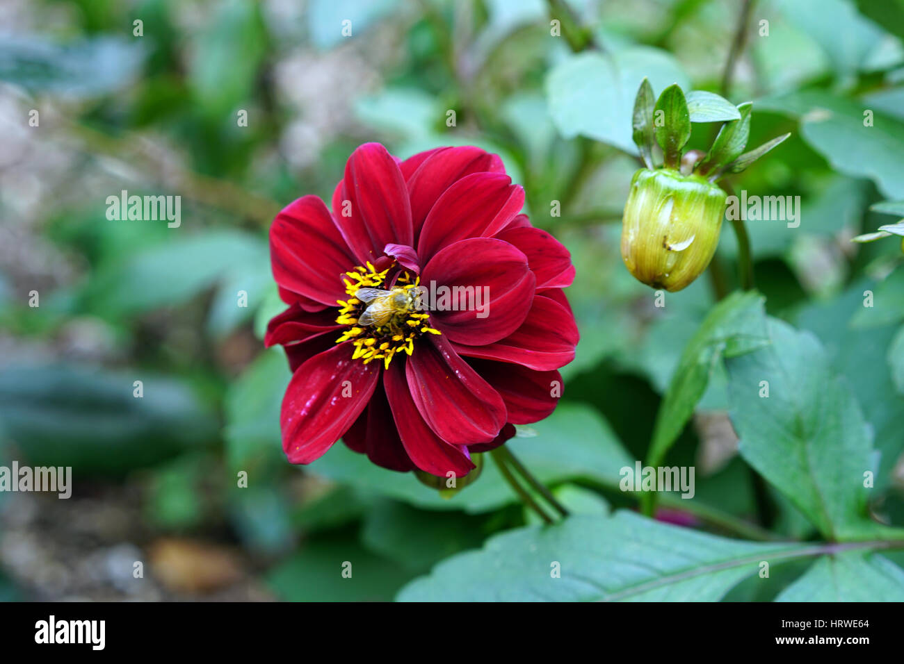 Dahlia bloom hires stock photography and images Alamy