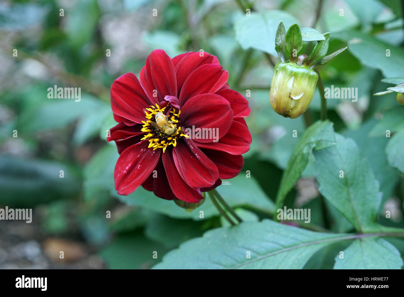 Dahlia Flower in Bloom, Whangarei, New Zealand Stock Photo