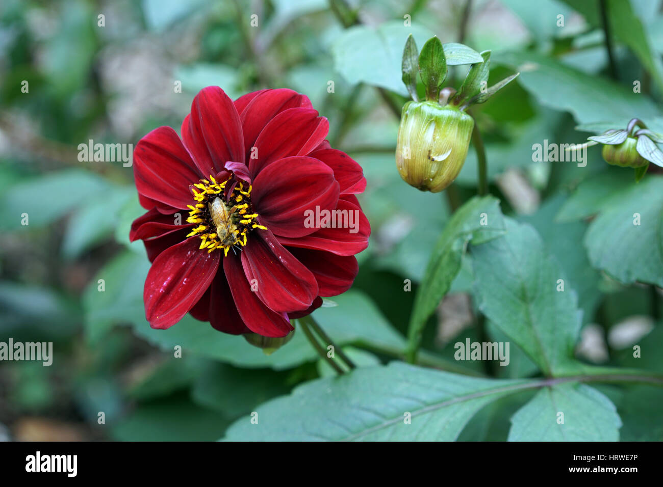 New zealand leaflet hires stock photography and images Alamy
