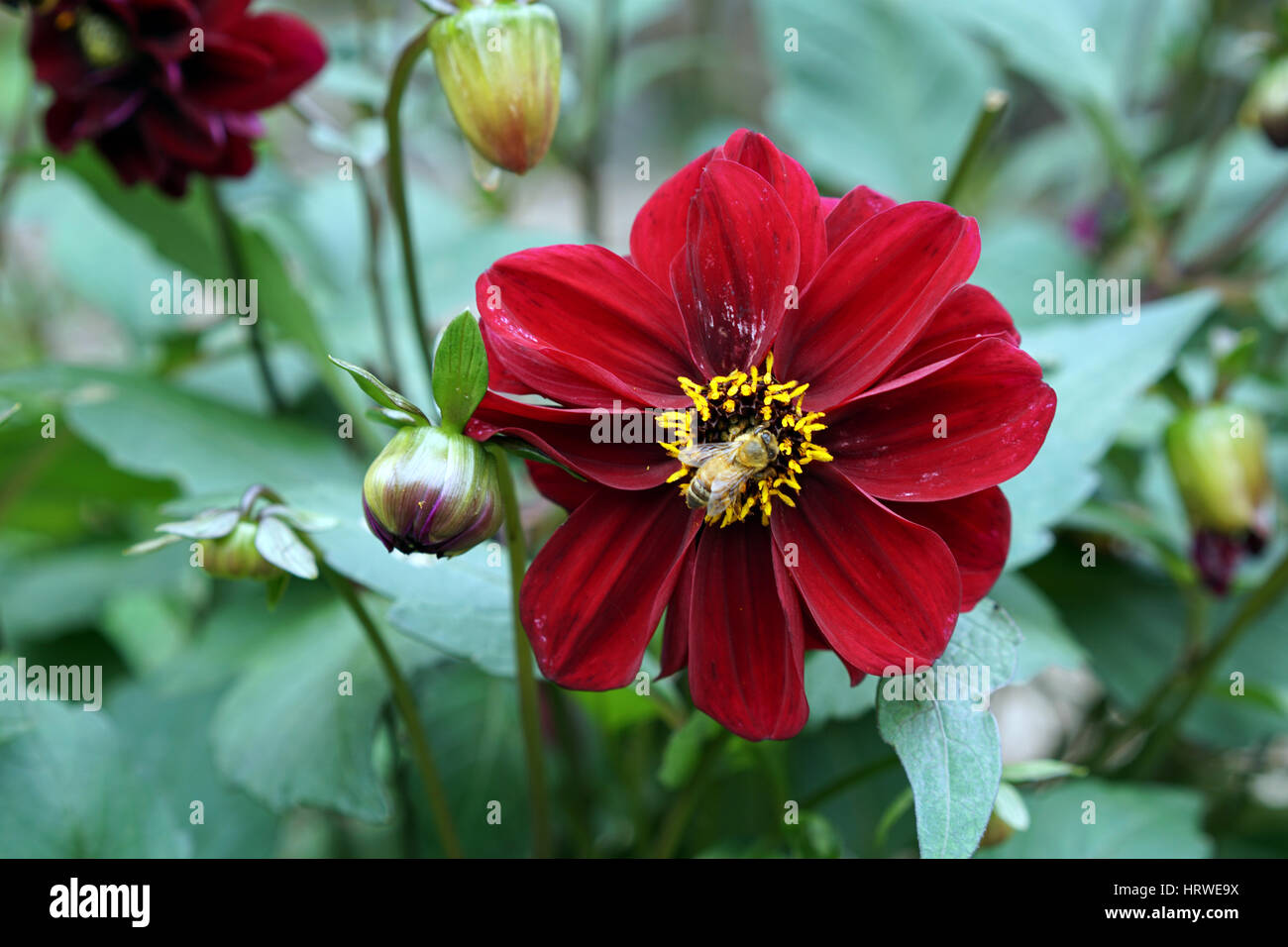 Dahlia Flower in Bloom, Whangarei, New Zealand Stock Photo Alamy