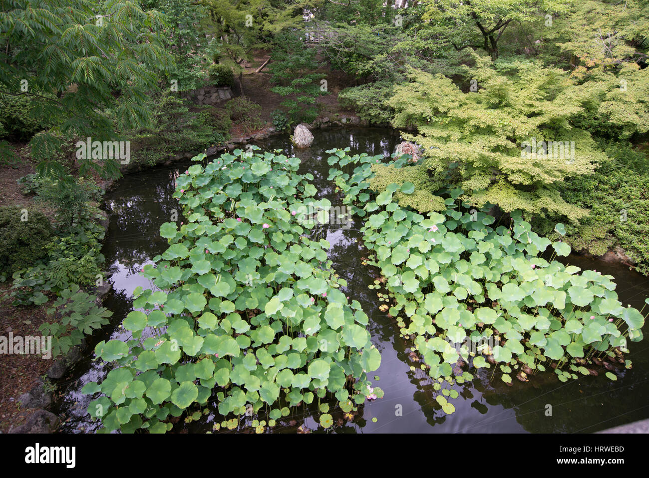 Lotus buds and leaves,garden of Nishi Hongan-ji Temple, Kyoto, Stock Photo