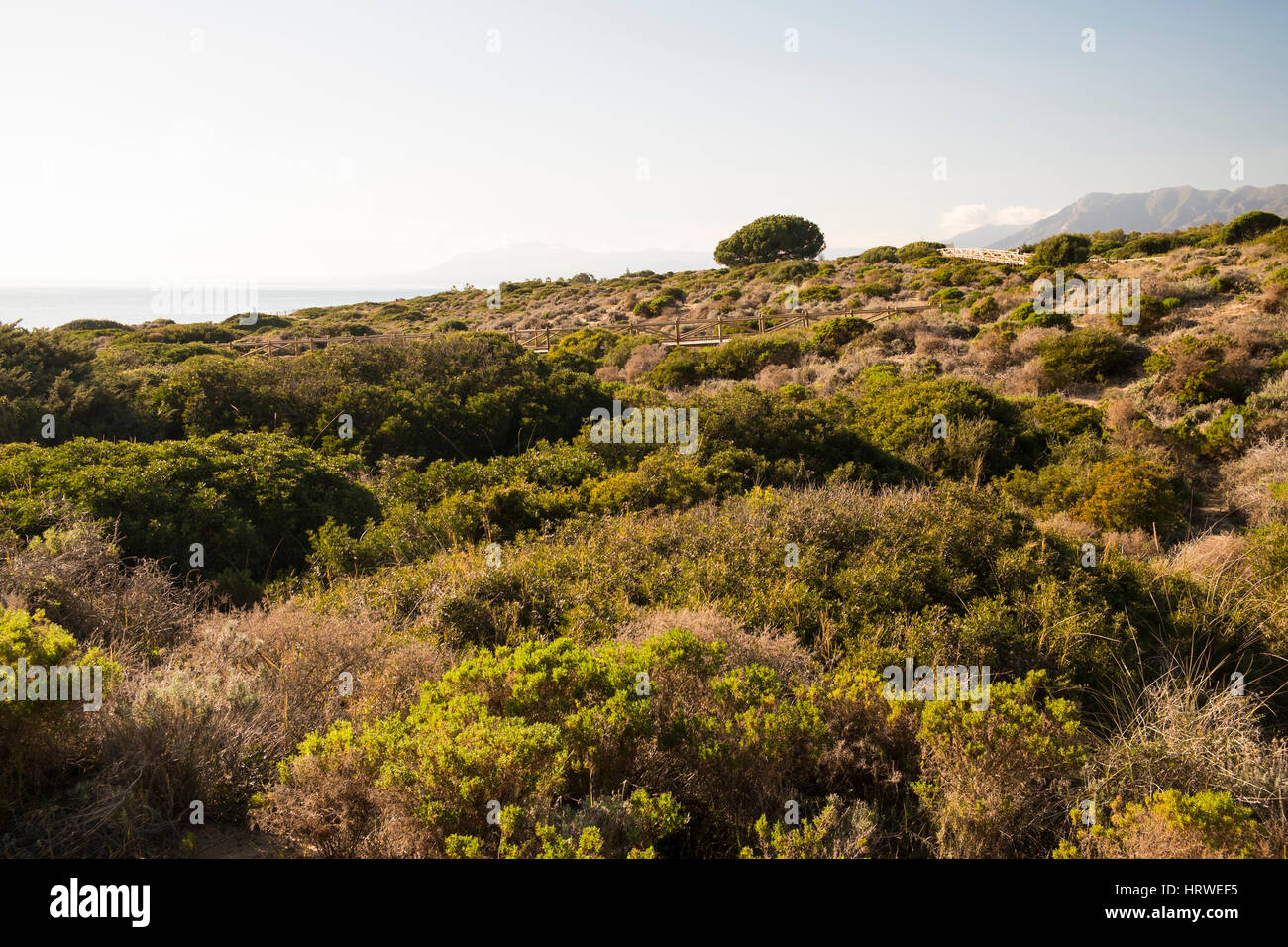 Natural park of Cabopino, Marbella. Costa del Sol, Malaga province. Andalusia Spain. Europe Stock Photo