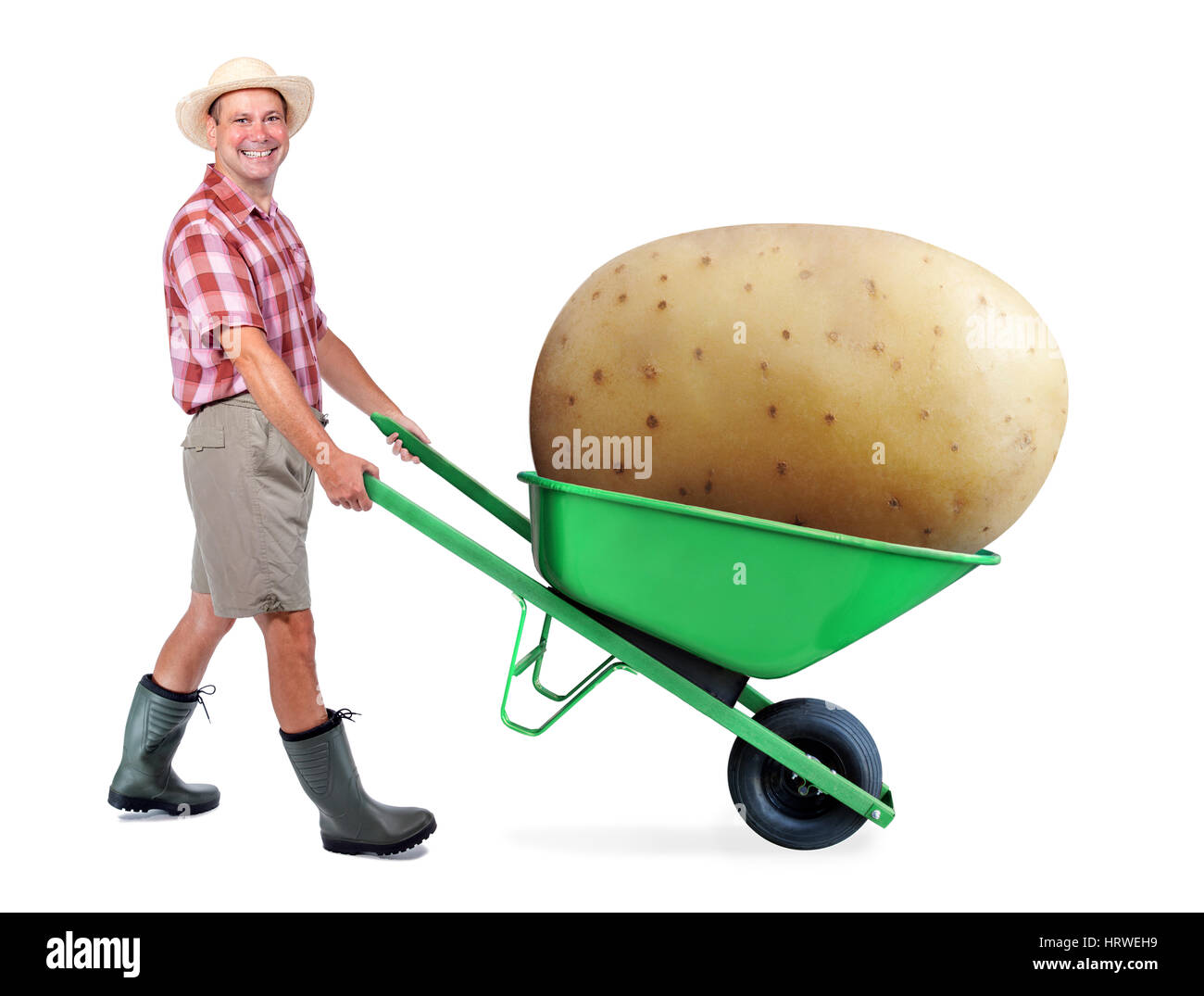 Cheerful gardener carrying a large potato. A man pushing a wheelbarrow with big potato. Successful vegetable grower farmer. Stock Photo