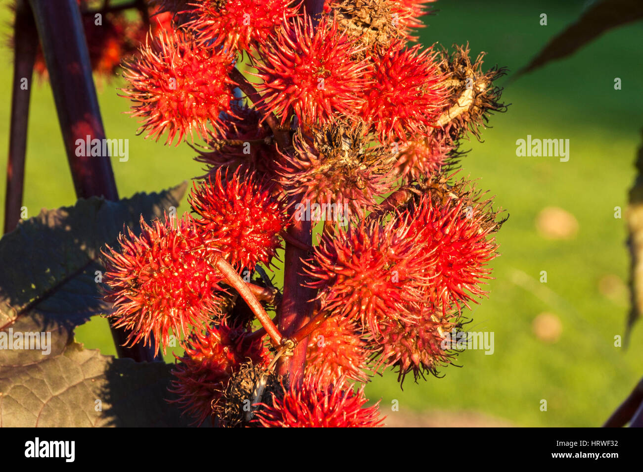 Capsules of castor oil plant (Ricinus communis), red variant, a tropical plant which seeds / beans are used to produce castor oil. Stock Photo