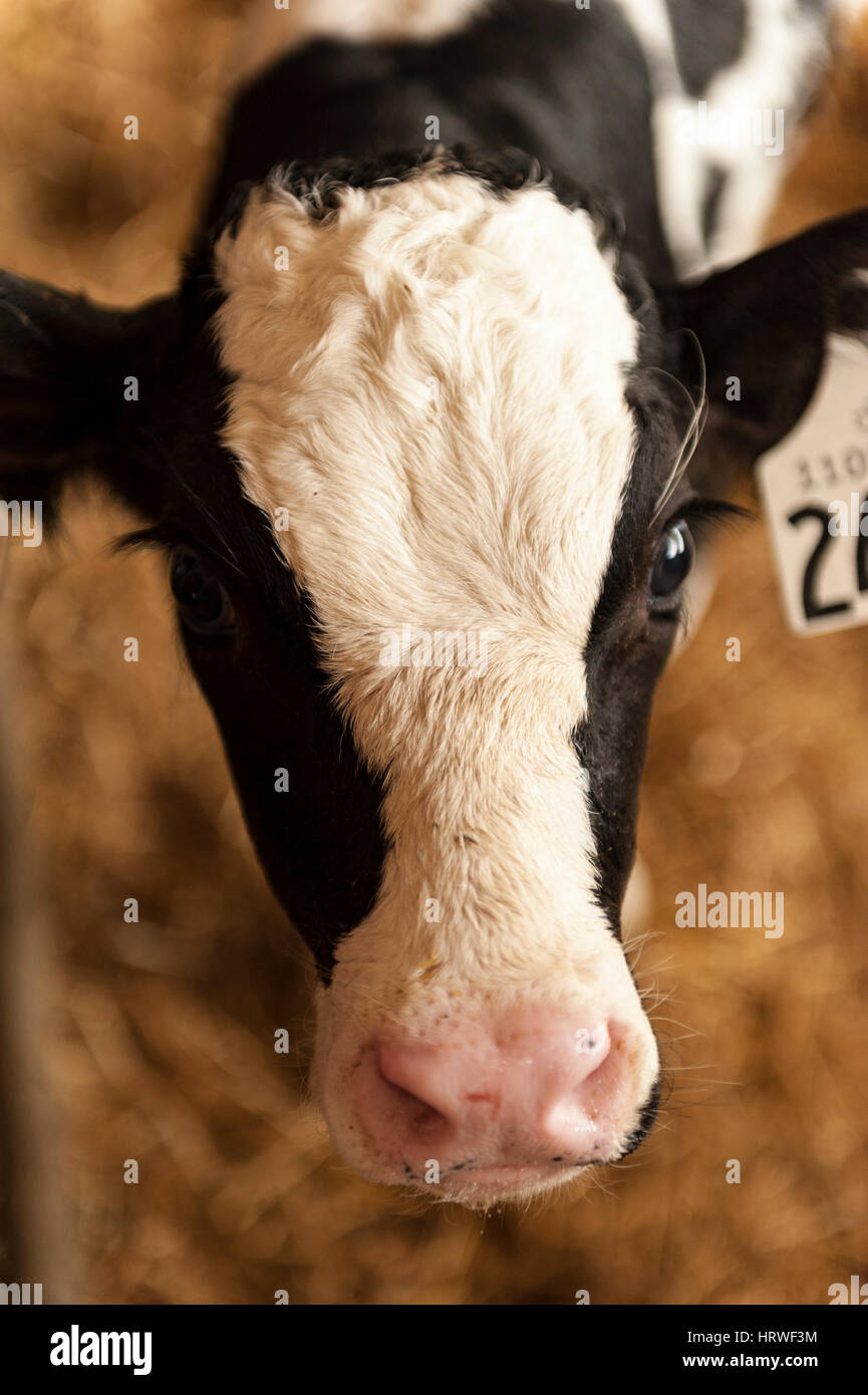 Close-up of a Holstein calf (Bos primigenius) with ear tags isolated from its mother in a barn enclosure in the Southwest region of Ontario, Canada. Stock Photo