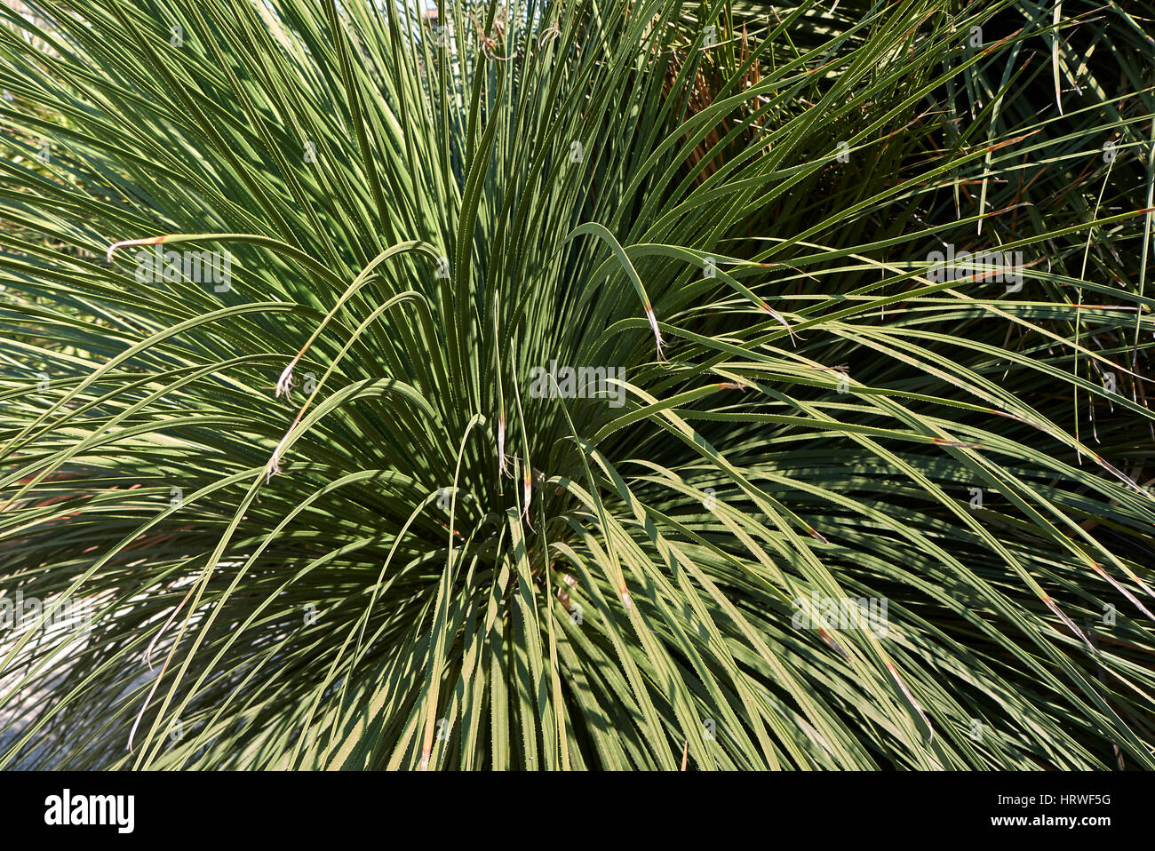 Dasylirion acrotrichum Stock Photo