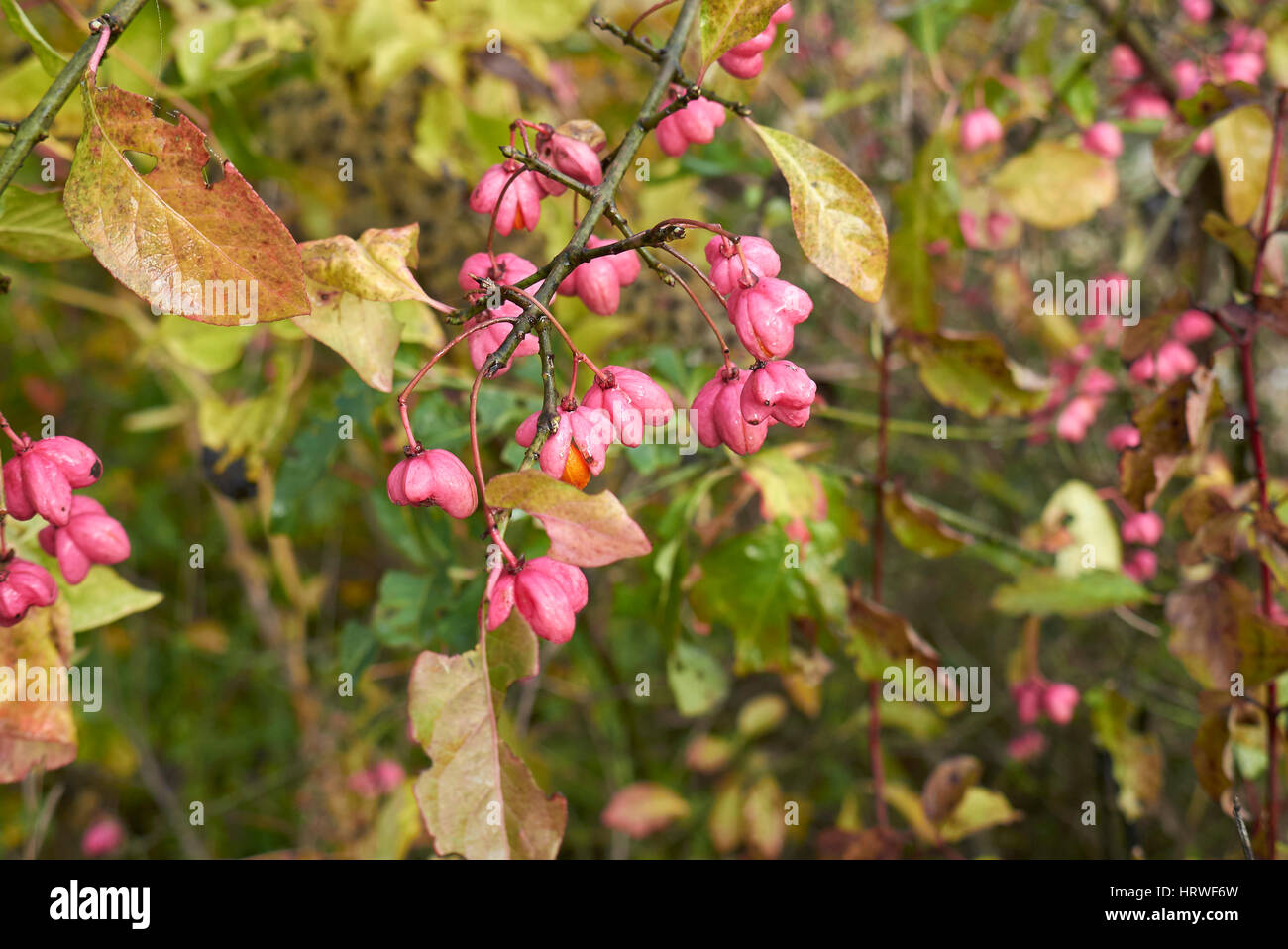 Euonymus europaeus berries Stock Photo