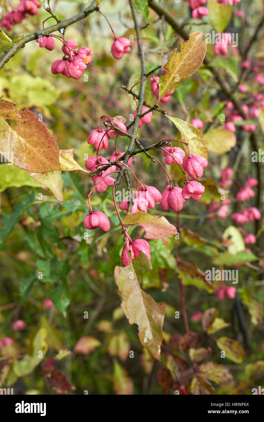 Euonymus europaeus berries Stock Photo