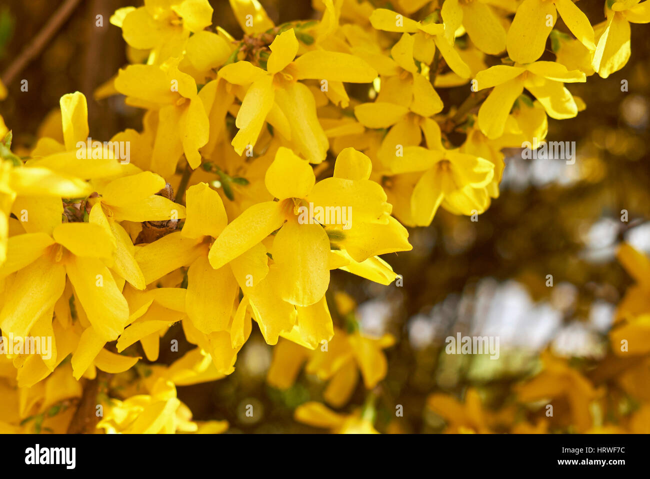 Forsythia flowers Stock Photo - Alamy