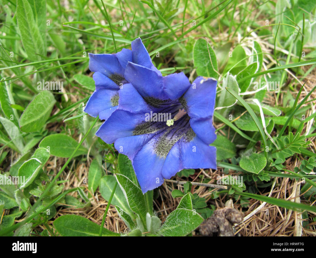 Gentiana acaulis flowers Stock Photo