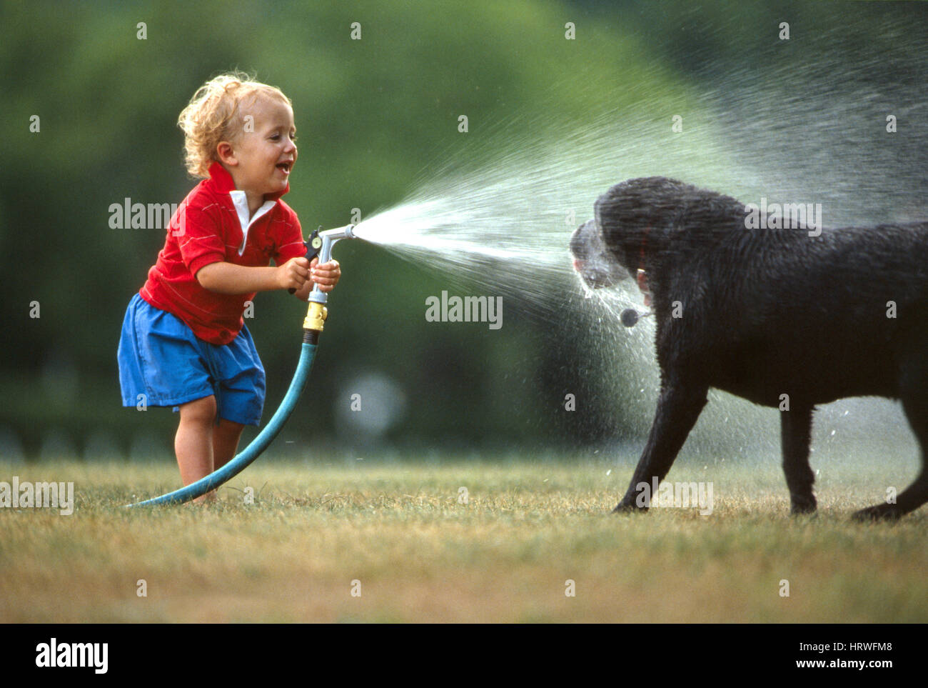 Boy Washing Black Lab Stock Photo Alamy
