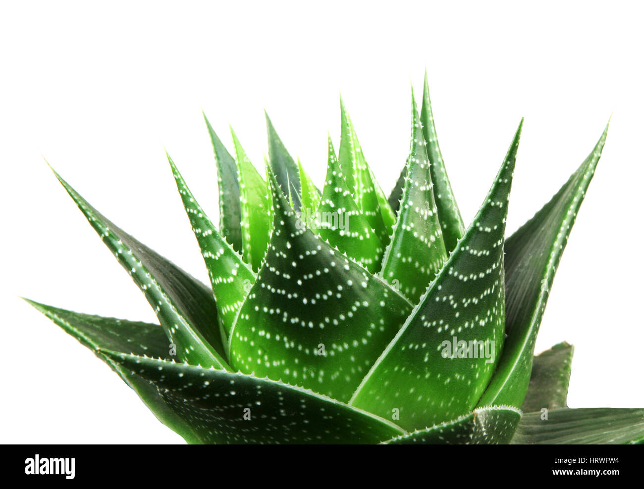 Aloe isolated on white background Stock Photo - Alamy
