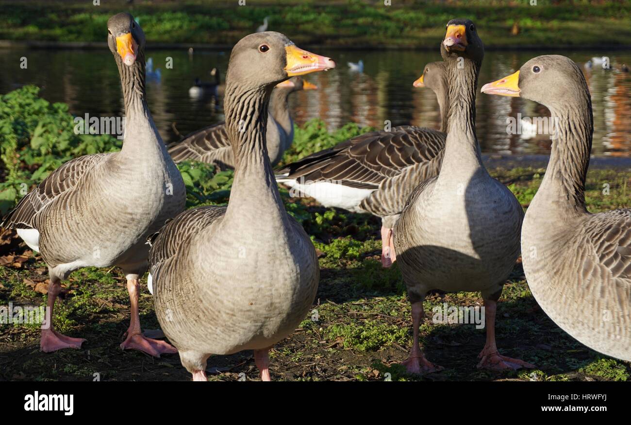 Ducks and geese hires stock photography and images Alamy