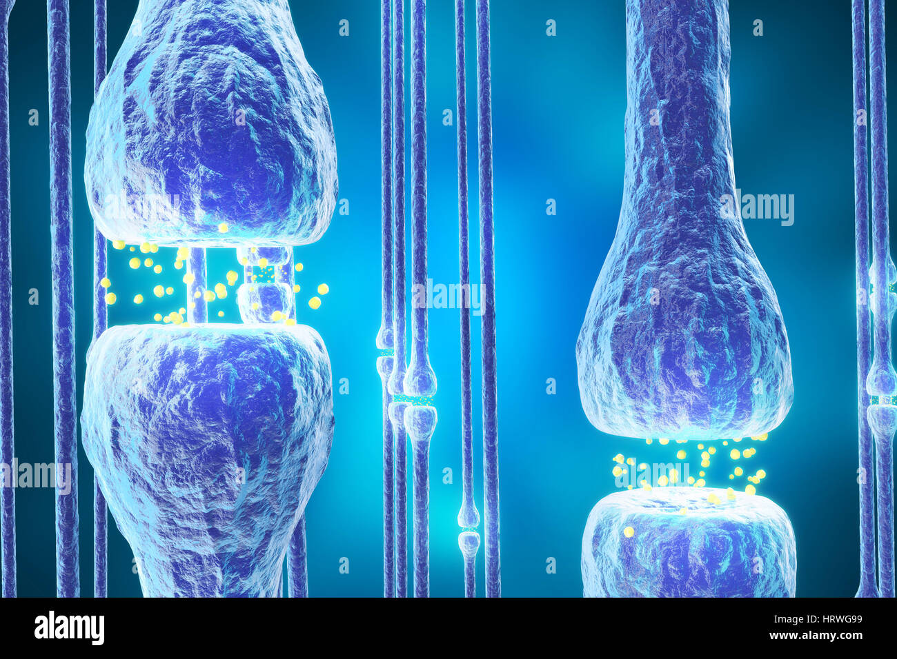 Synaptic transmission, human nervous system, 3d rendering Stock Photo