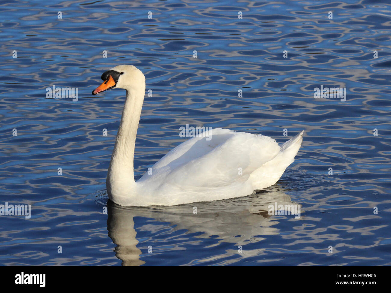 A mute swan (cygnus olor) swimming on a blue lake Stock Photo - Alamy