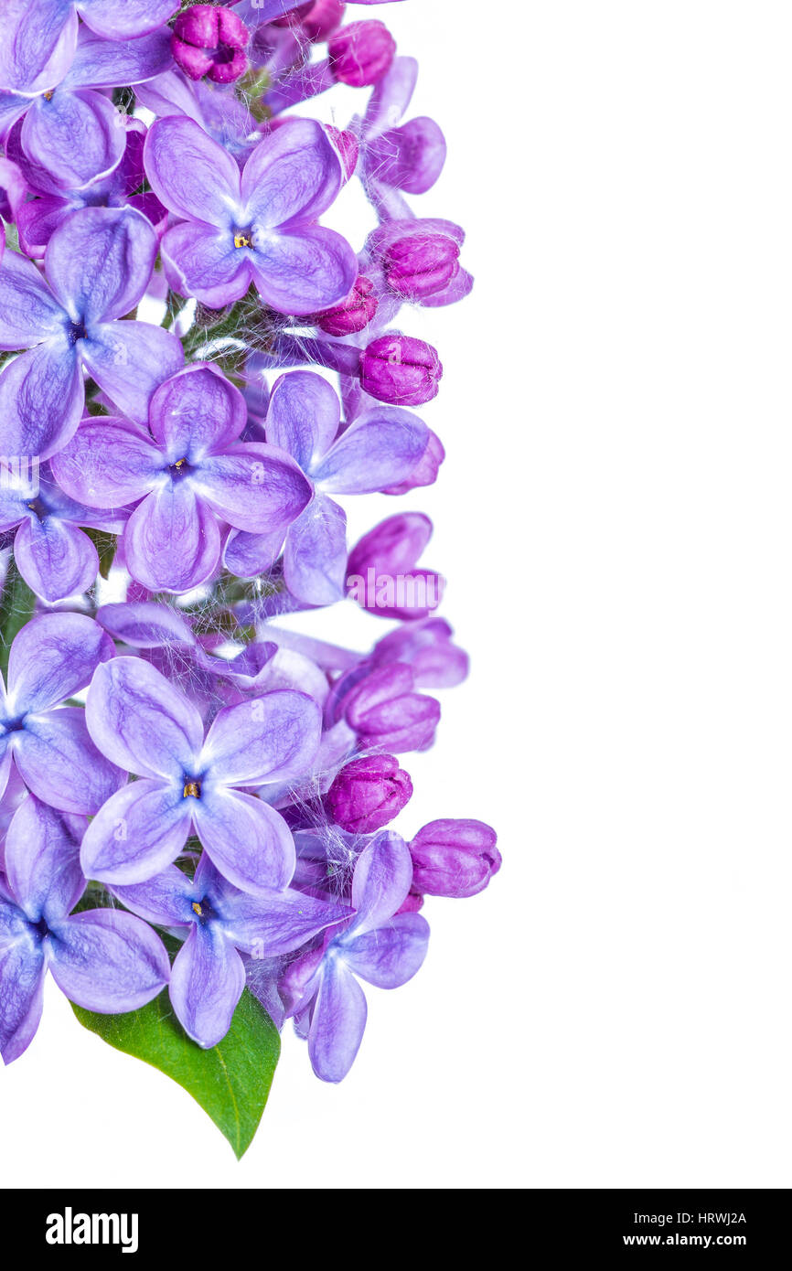Lilac Flowers Isolated on White Stock Photo