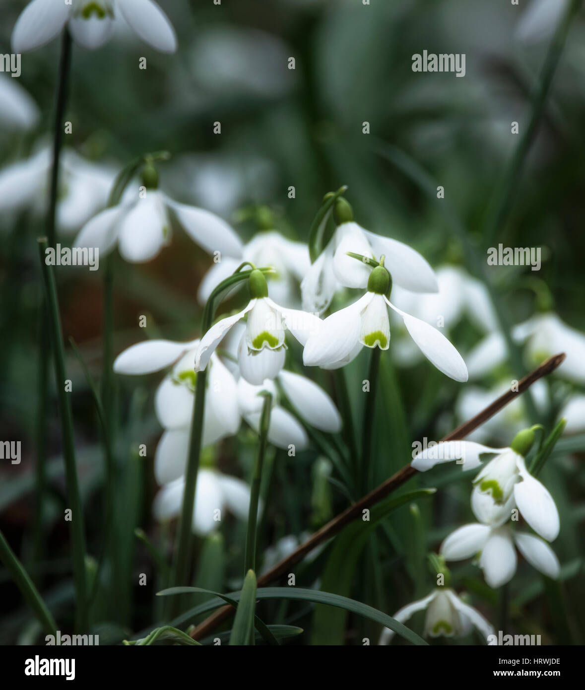 Snowdrop galanthus flowers in full bloom in Spring forest Stock Photo