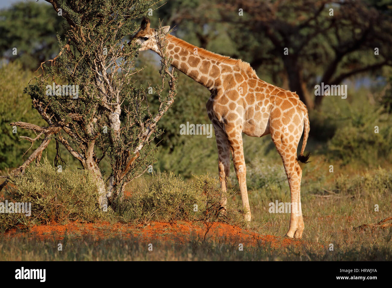 A young giraffe (Giraffa camelopardalis) feeding on a tree, South Africa Stock Photo
