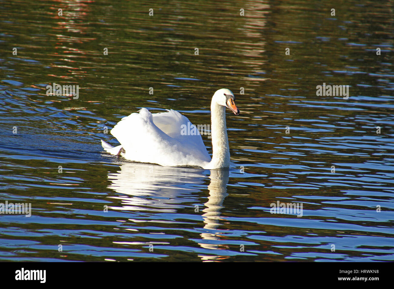 mute swan swimming elegantly Latin name Cygnus olor family anatidae in the river Thames at Port Meadow in Oxford by Ruth Swan Stock Photo