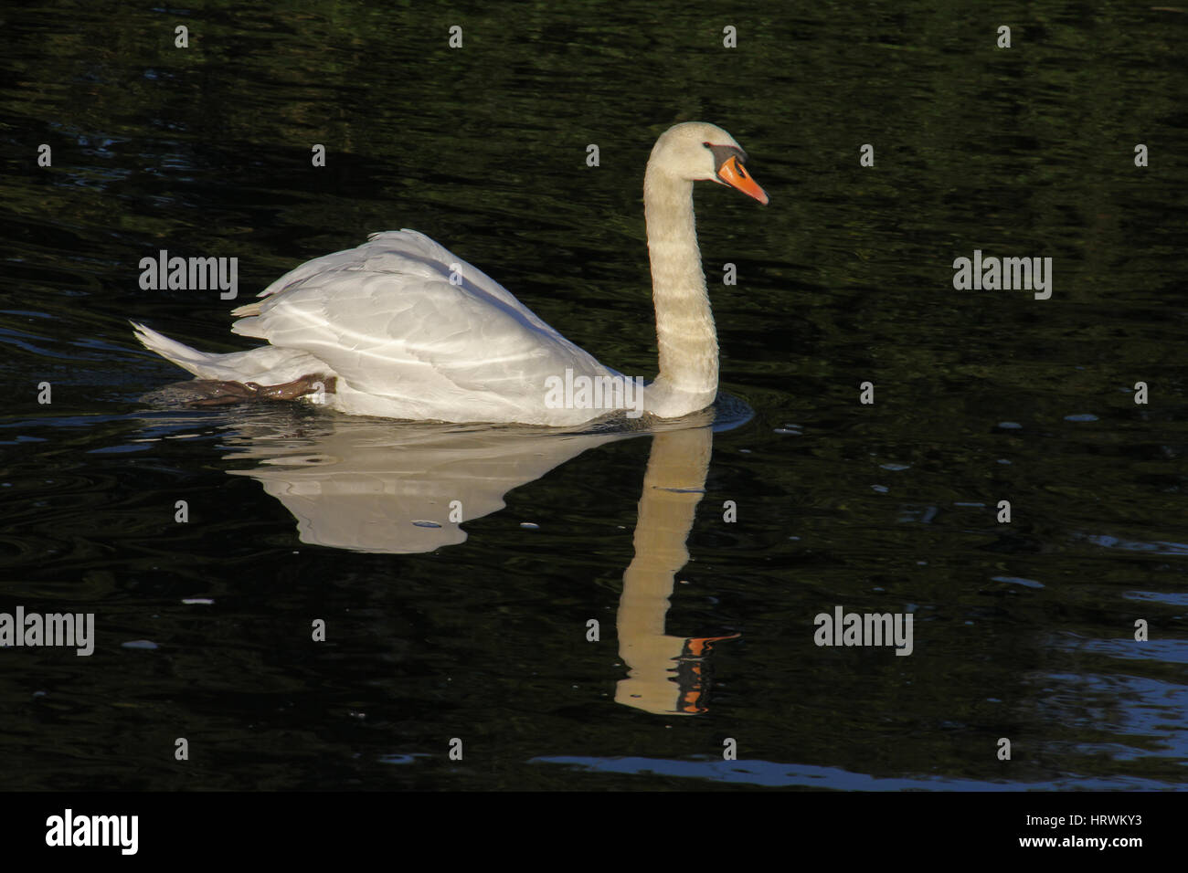 mute swan with an elegant reflection Latin name Cygnus olor family