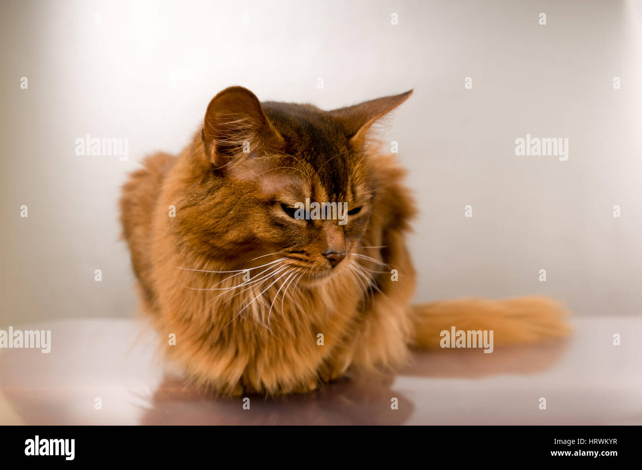 Cute somali cat studio thinking portrait on silver background Stock Photo