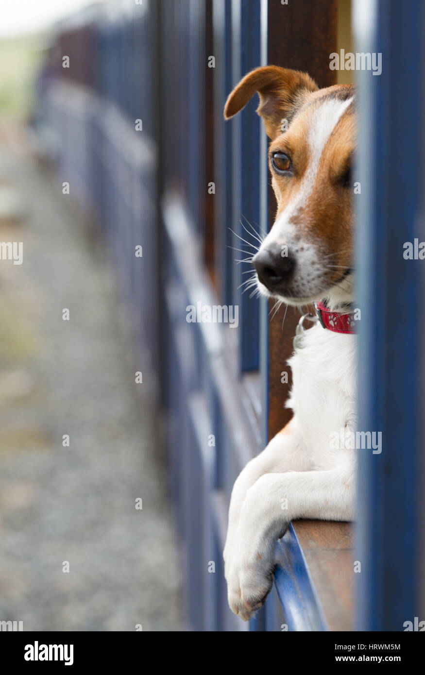 How To Train A Jack Russell Terrier