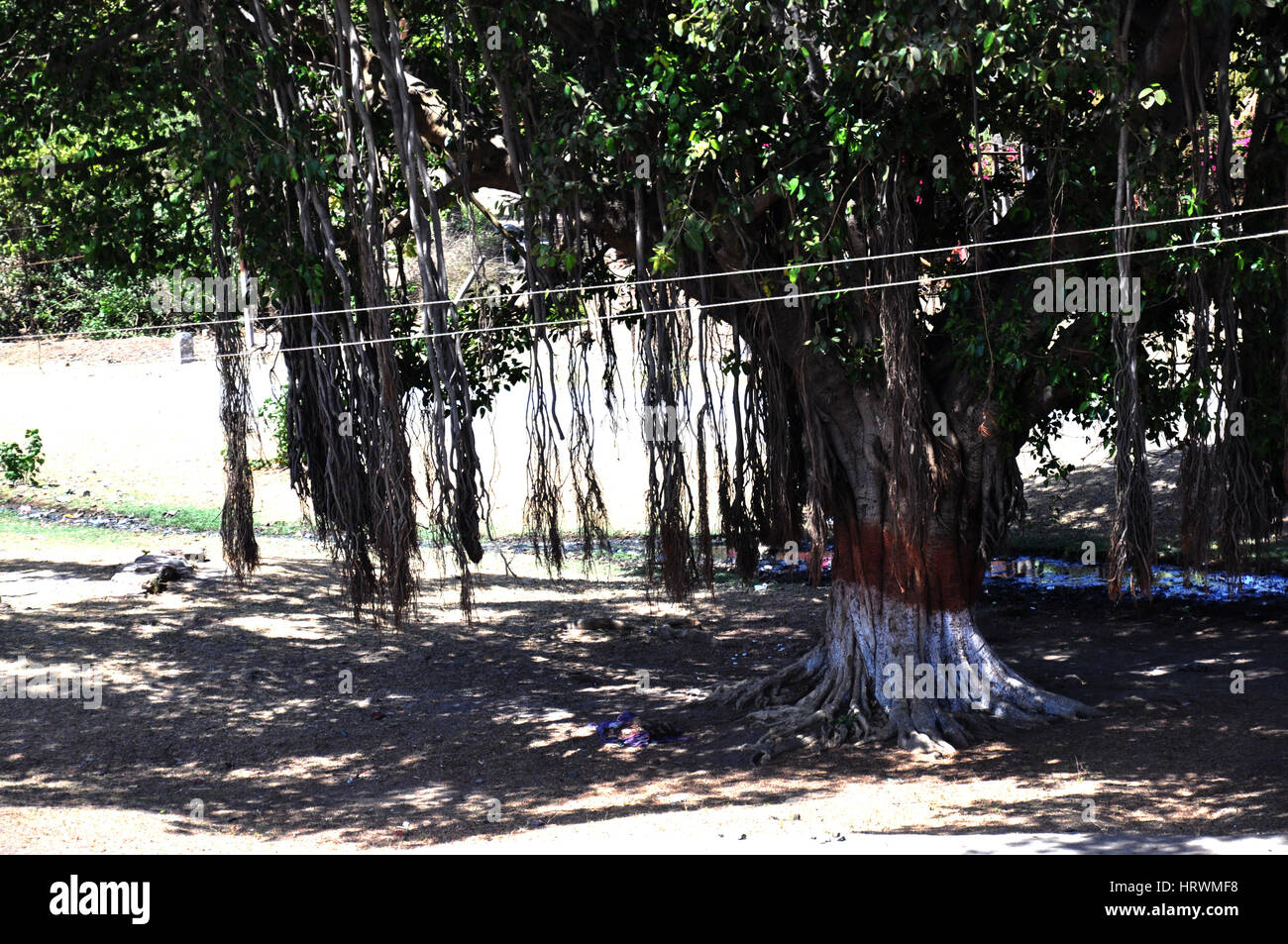 Trees In Rishikesh Holy tree with statues, Rishikesh, India (Photo Copyright © by Saji ...