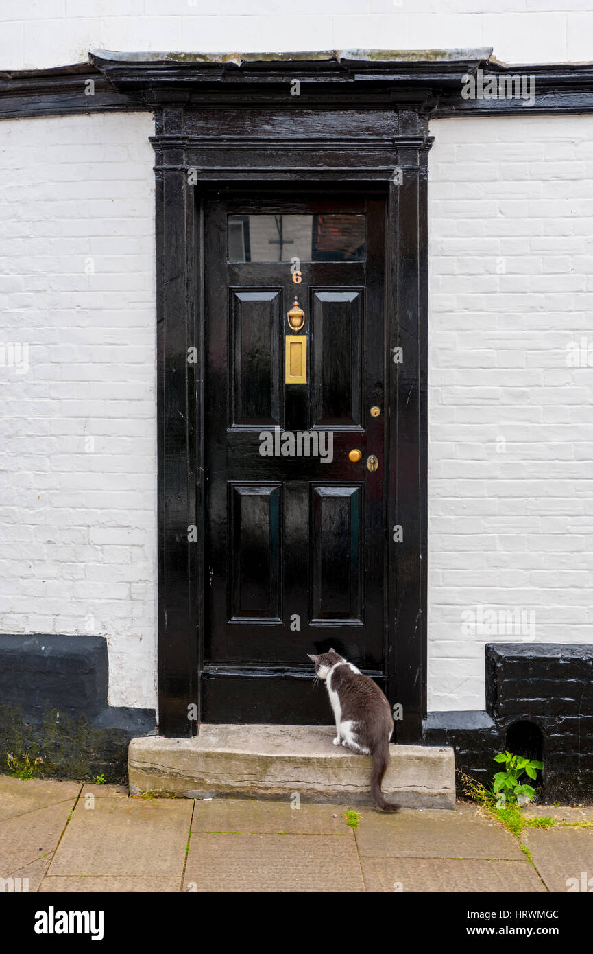 Black and white cat sitting on the doorstep of a white house with a black door. Stock Photo