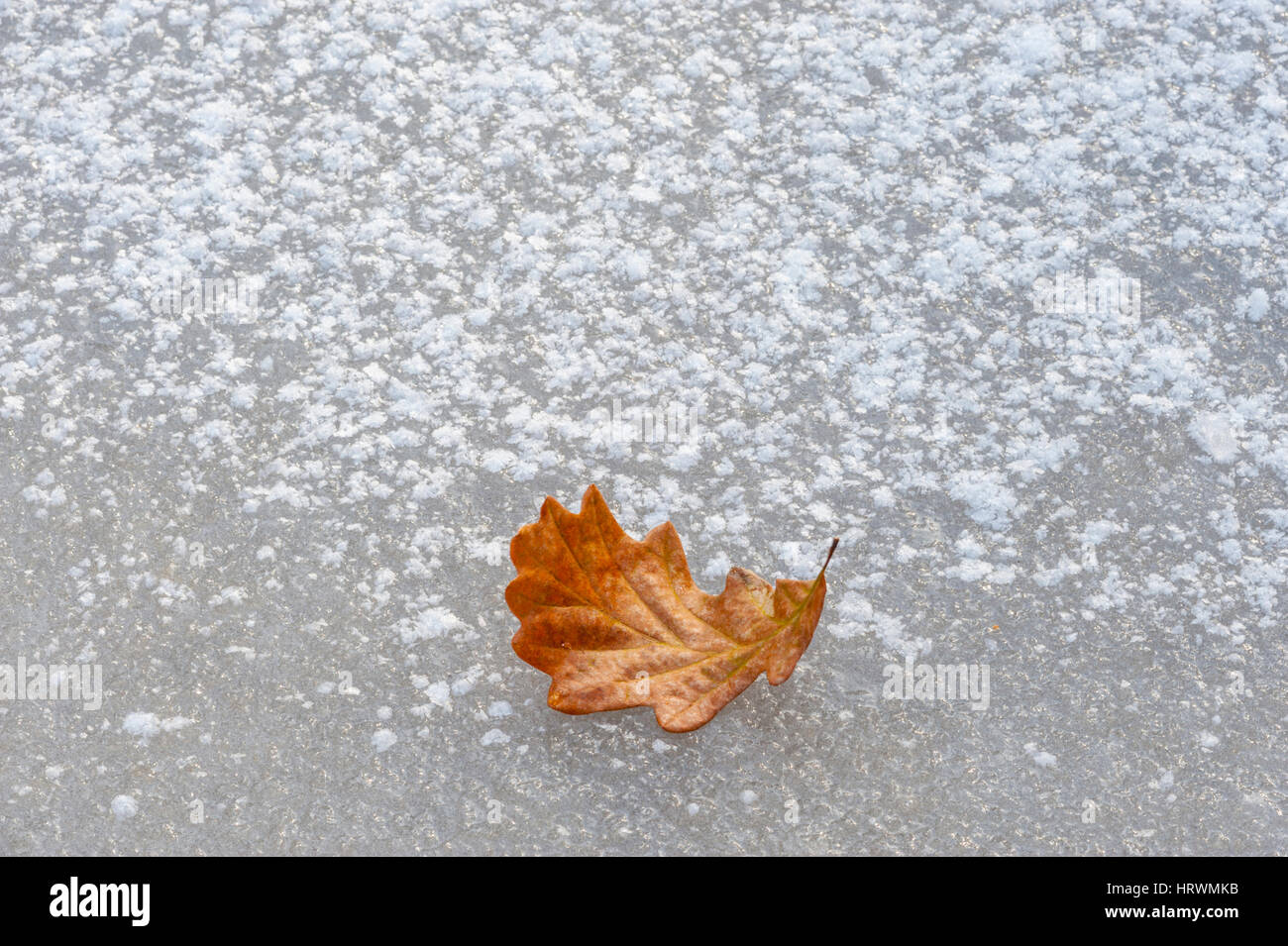 An orange coloured oak leaf on an ice and snow covered pond. Stock Photo