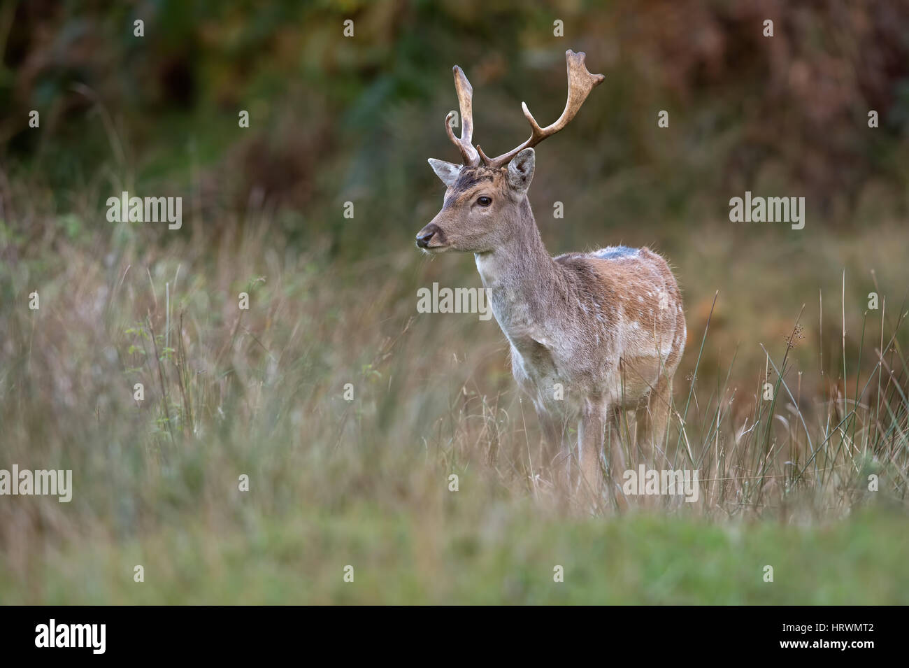 Fallow Deer (Dama dama) Stock Photo