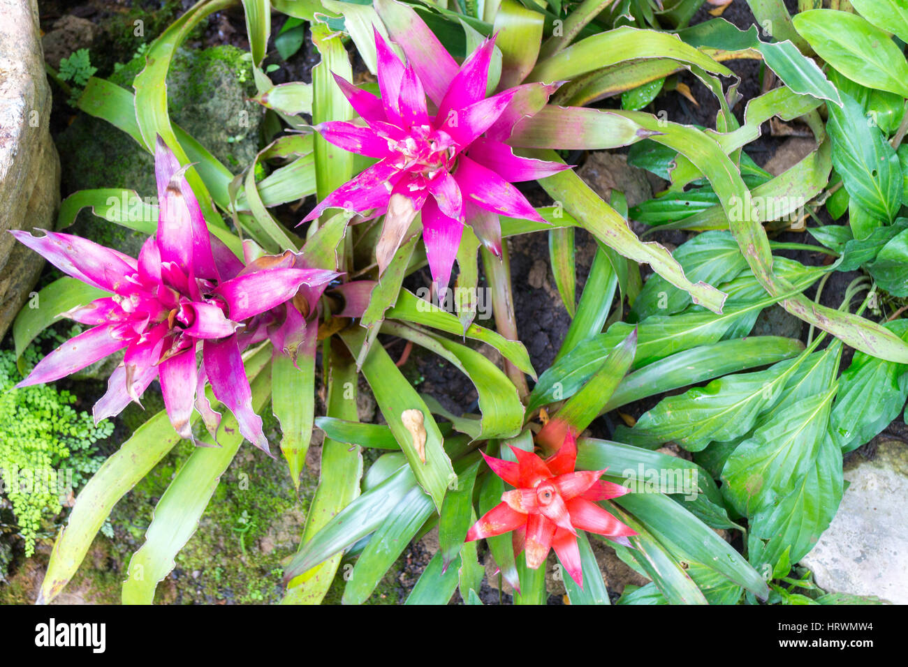 Bromeliad flowers Stock Photo