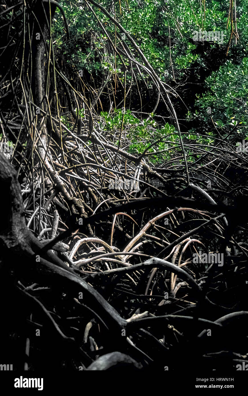 Aerial roots of mangrove trees in the coastal area of Baluran National Park, Indonesia. Stock Photo