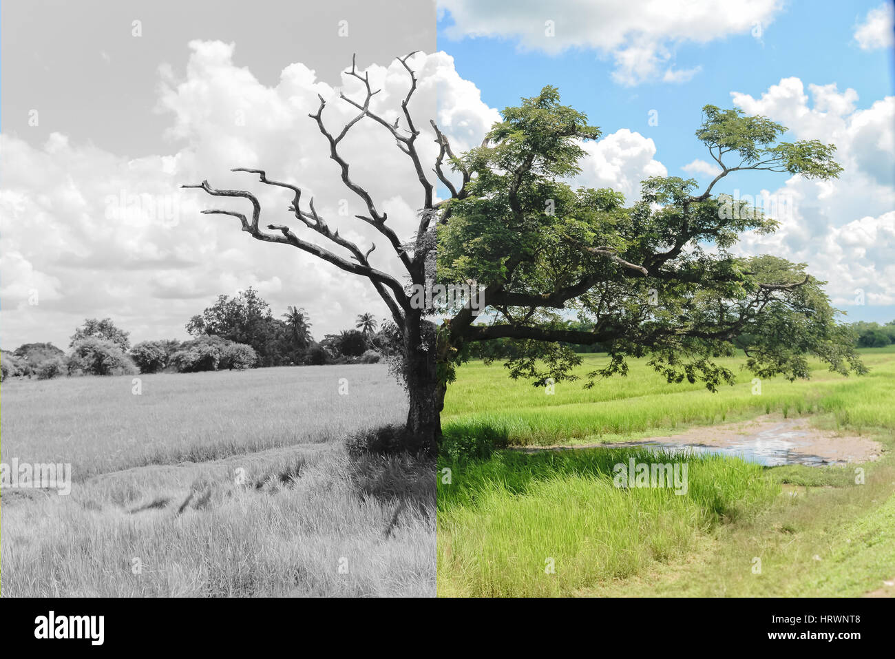 Tree half dead hi-res stock photography and images - Alamy