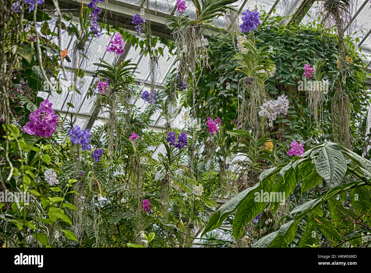 Orchids suspended from the ceiling of Princess of Wales Conservatory at Kew Stock Photo
