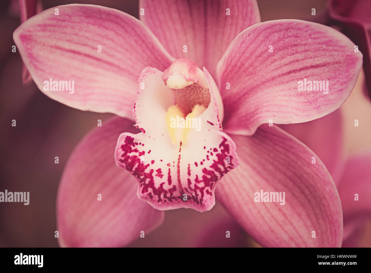 Cymbidium Pink Gaddon Loch Vieux orchid at Kew Gardens in London Stock Photo