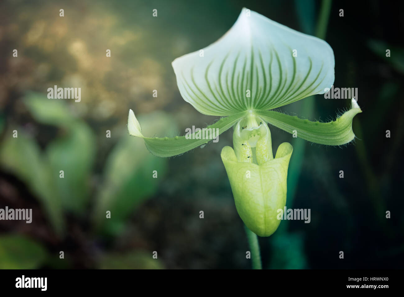 Green and White carnivorous orchid luring insects at Kew Gardens in London. Stock Photo