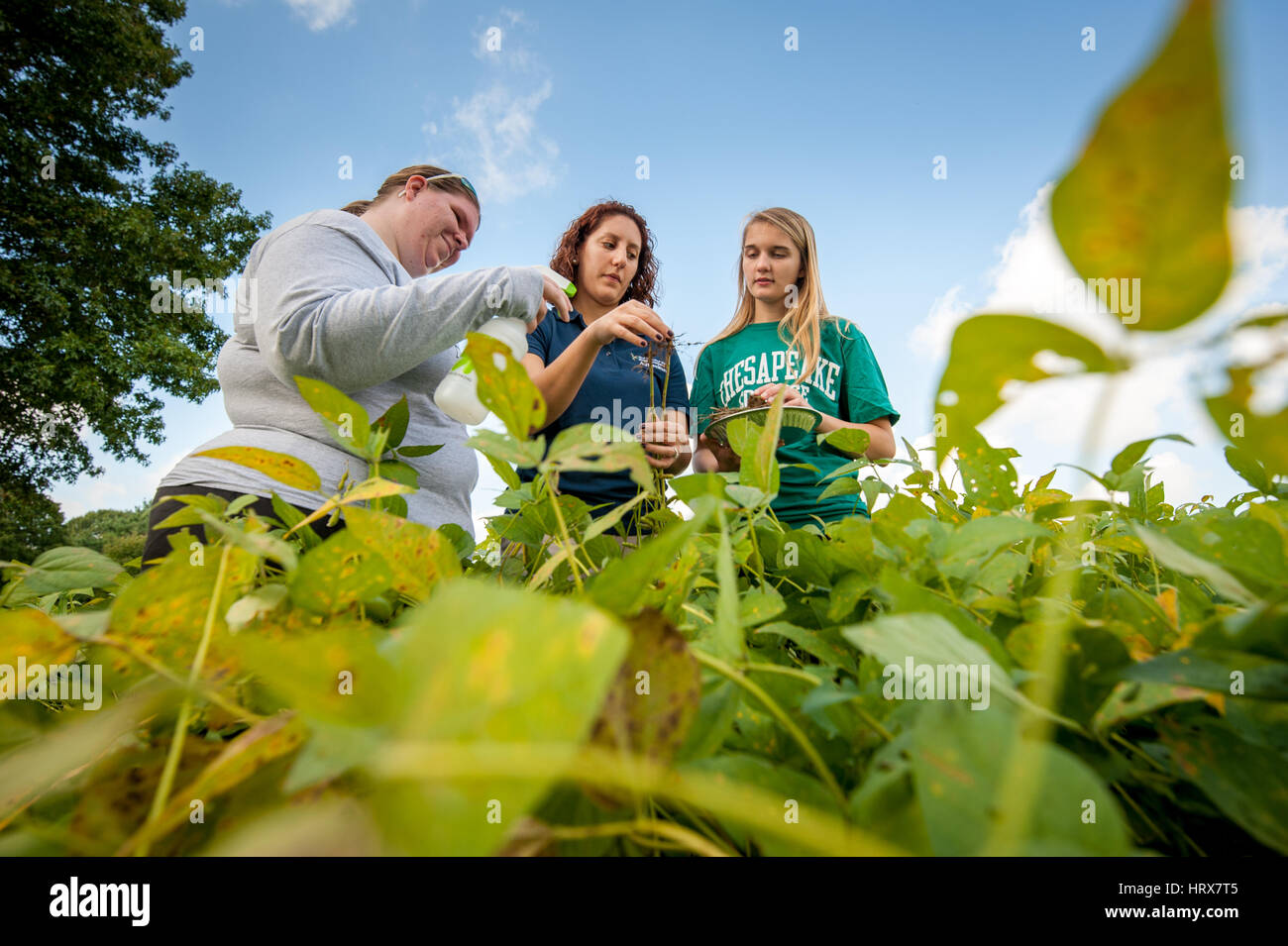 Students farming in  Field Fiorello Stock Photo