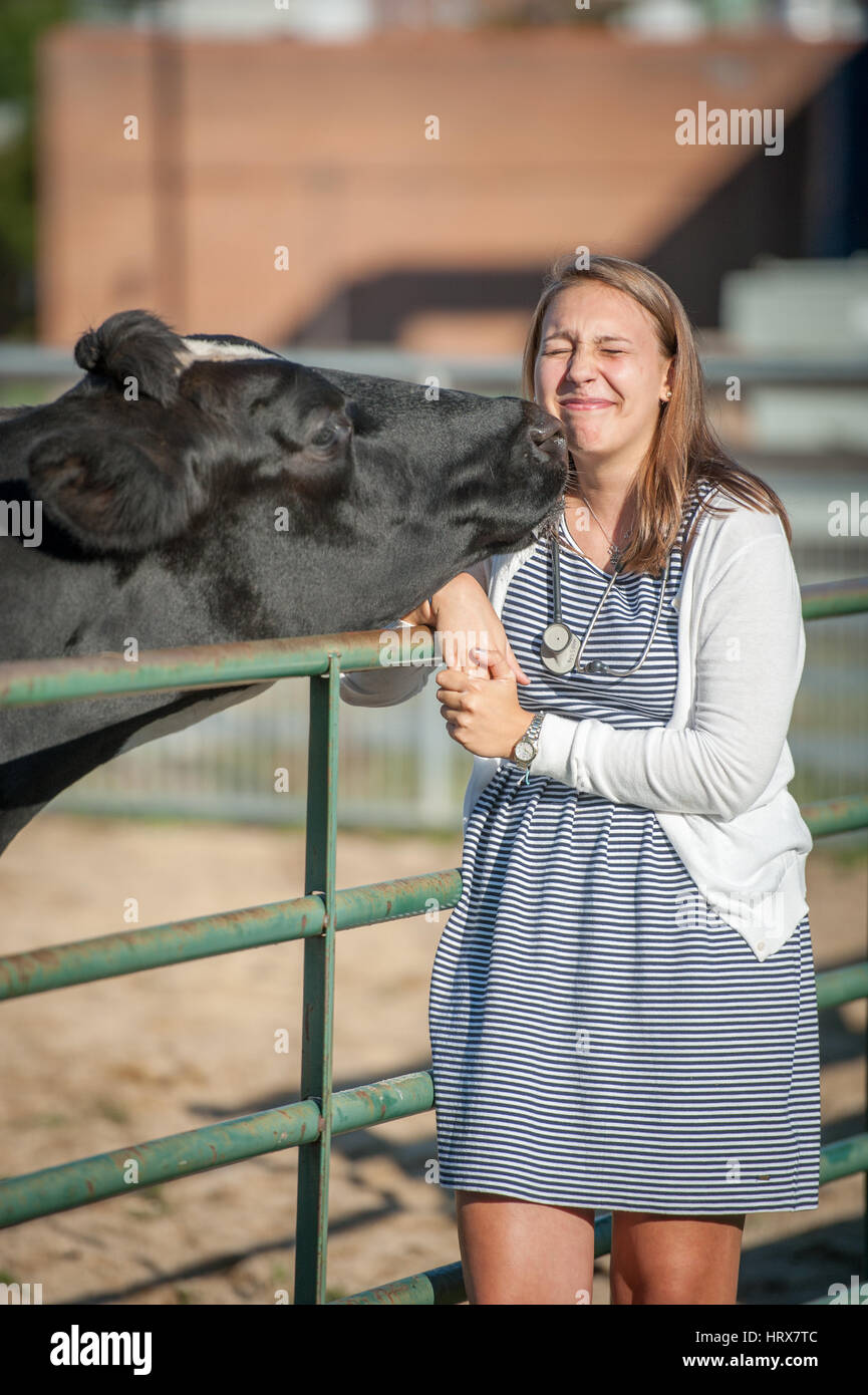 Female student getting licked by cow Stock Photo