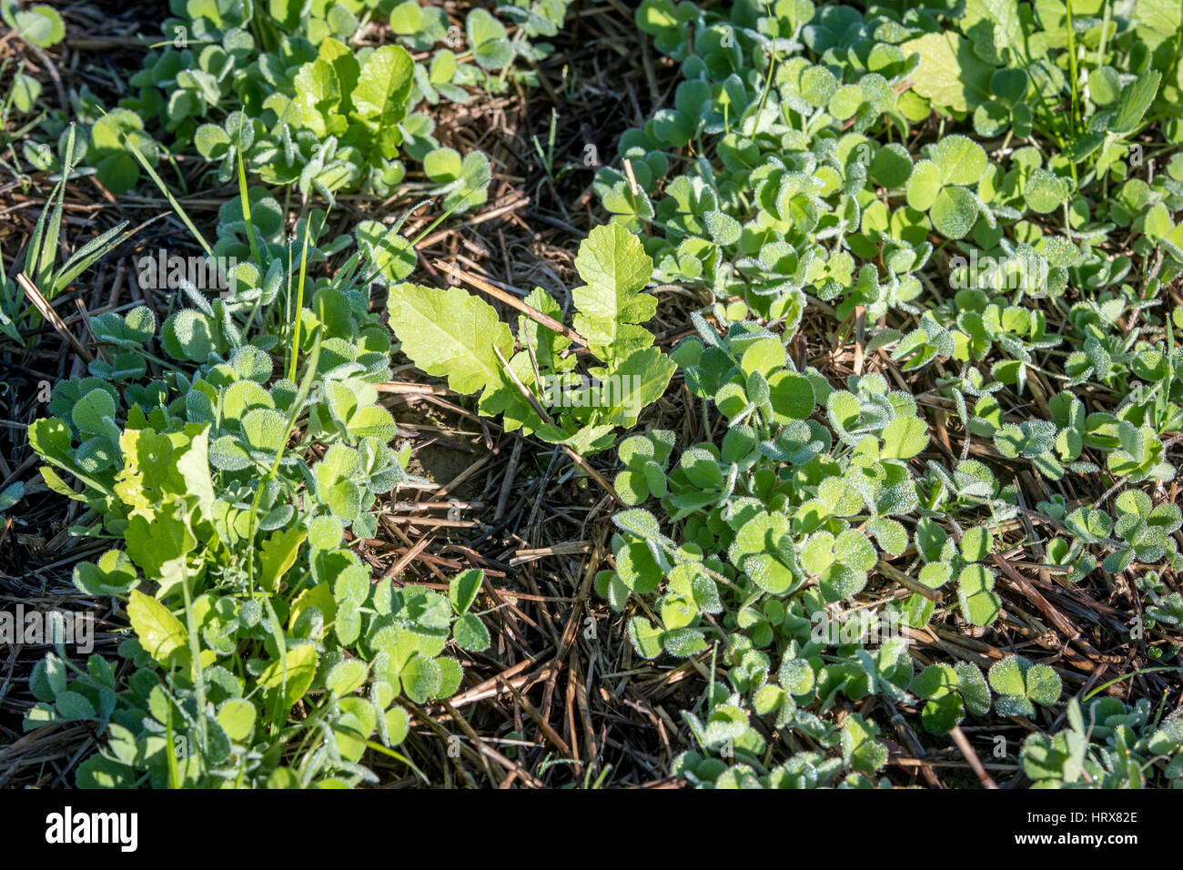 Various crops growing on Pennsylvania farm Stock Photo Alamy