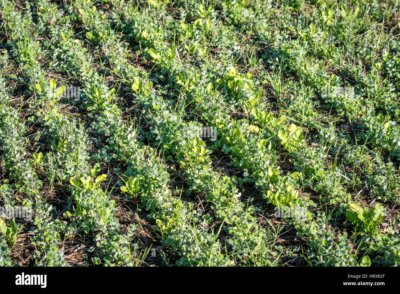 Various crops growing on Pennsylvania farm Stock Photo Alamy