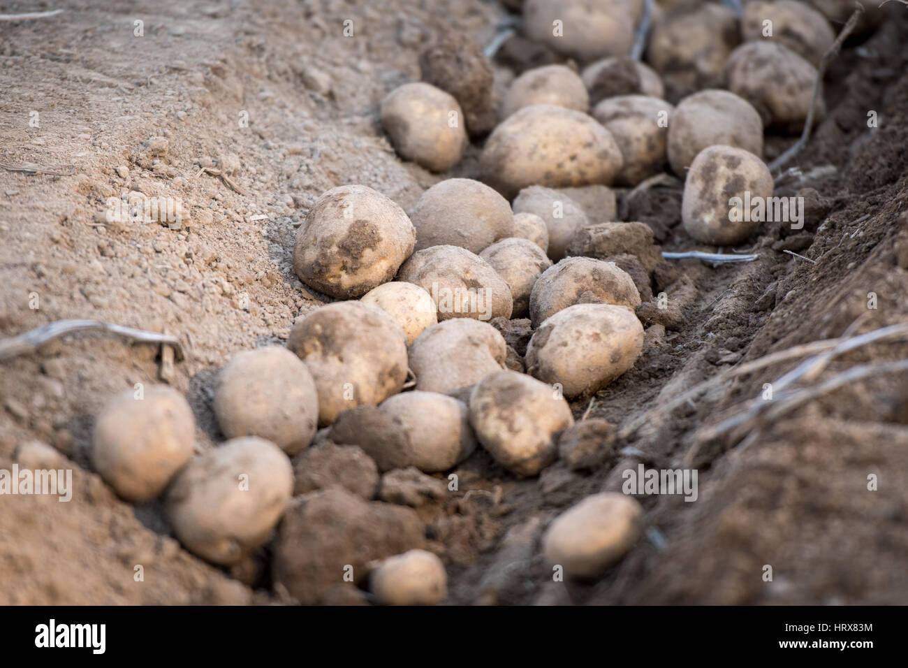 Potato farm hires stock photography and images Alamy