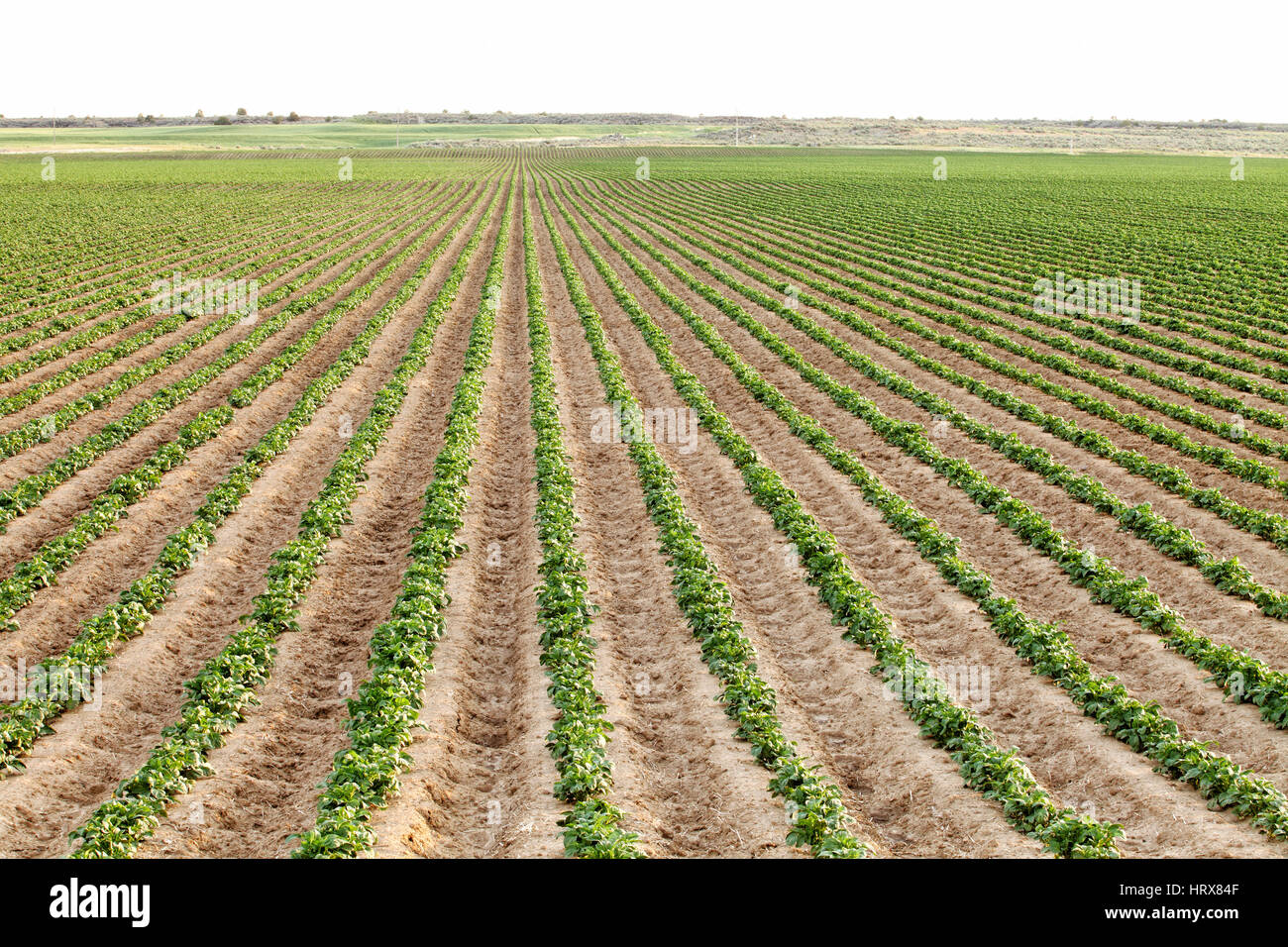 Recently germinated rows of Idaho potatoes growing in a farm field. Stock Photo
