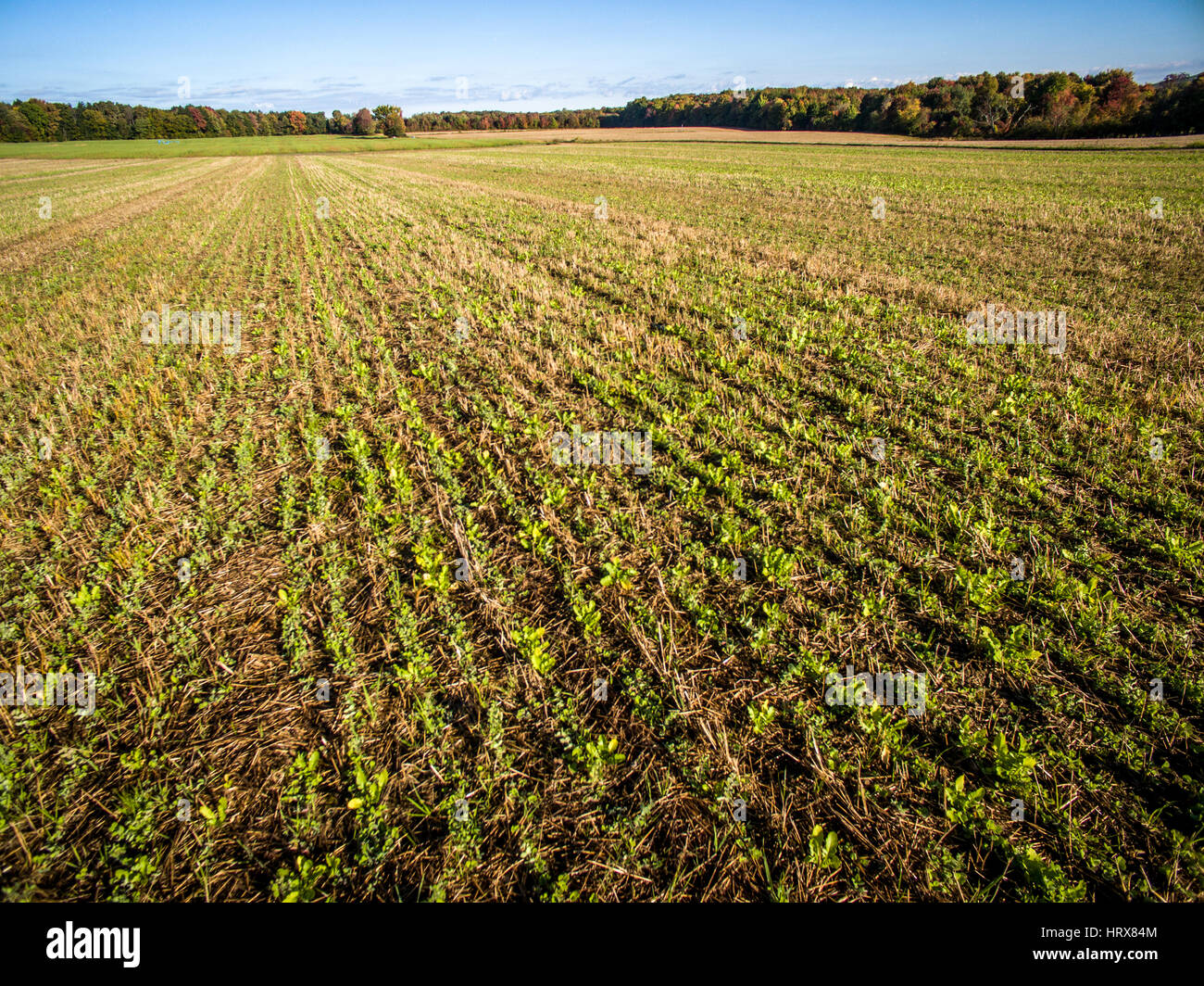 Rows of crops on Pennsylvania farm Stock Photo Alamy